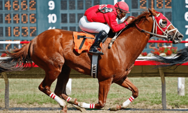 How do you ensure the health and fitness of your horse during the racing season?