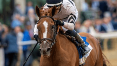 What are the key factors you consider when selecting a horse for racing?