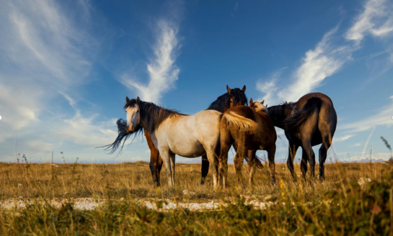From Stiff to Swift: The Power of Joint Supplements in Horses
