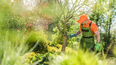 Why Tree Health Inspections Should Be Part of Your Annual Home Maintenance Plan