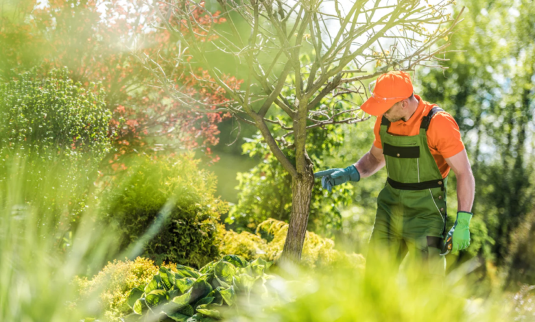 Why Tree Health Inspections Should Be Part of Your Annual Home Maintenance Plan