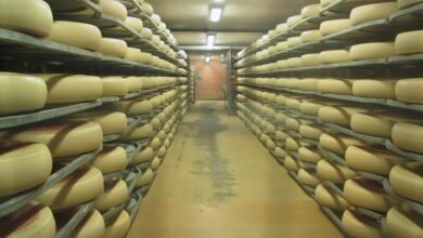 What to Look for in Blast Freezers for Food Processing