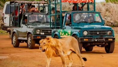 Experience the Thrill of the Wild with Gir National Park Tour Packages