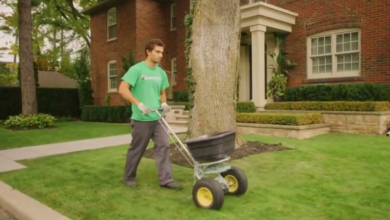 Best Lawn Care Mississauga Services for a Healthy, Lush Yard