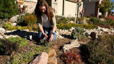Water-Wise Wonder: Xeriscaping Benefits for Tucson Homes