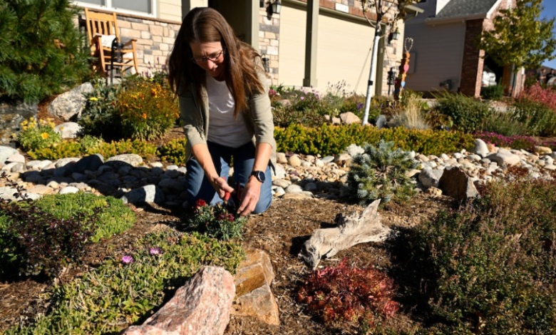 Water-Wise Wonder: Xeriscaping Benefits for Tucson Homes