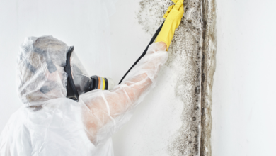 Understanding the Mold Removal Process: From Inspection to Cleanup
