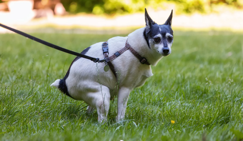 Signs You Need a Professional Dog Poop Pickup Service
