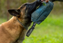 Why Scenario-Based Training Is Crucial in Modern K9 Handler Courses