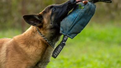 Why Scenario-Based Training Is Crucial in Modern K9 Handler Courses