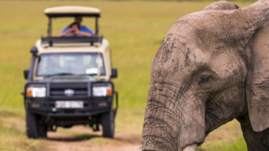 From Tourist to Steward: How Travelers Can Become Long-Term Wildlife Guardians