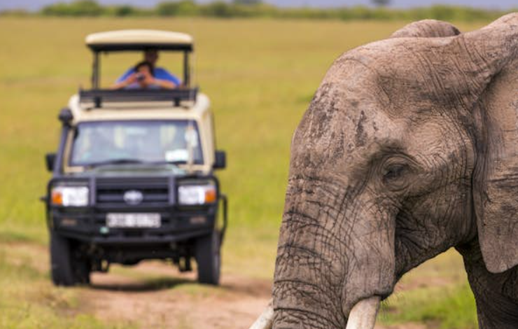 From Tourist to Steward: How Travelers Can Become Long-Term Wildlife Guardians