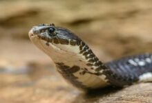 deadliest snake species identified