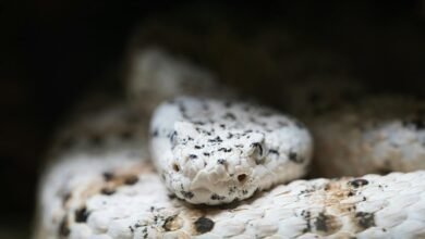 online scaling growth guide